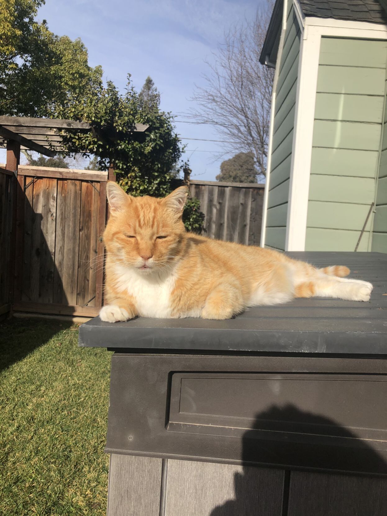 Simon